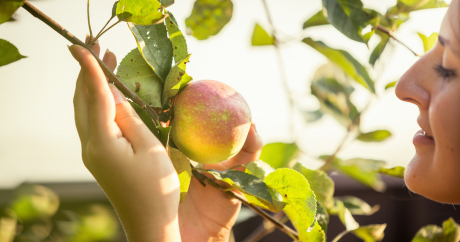 An Apple A Day Keeps The Doctor Away